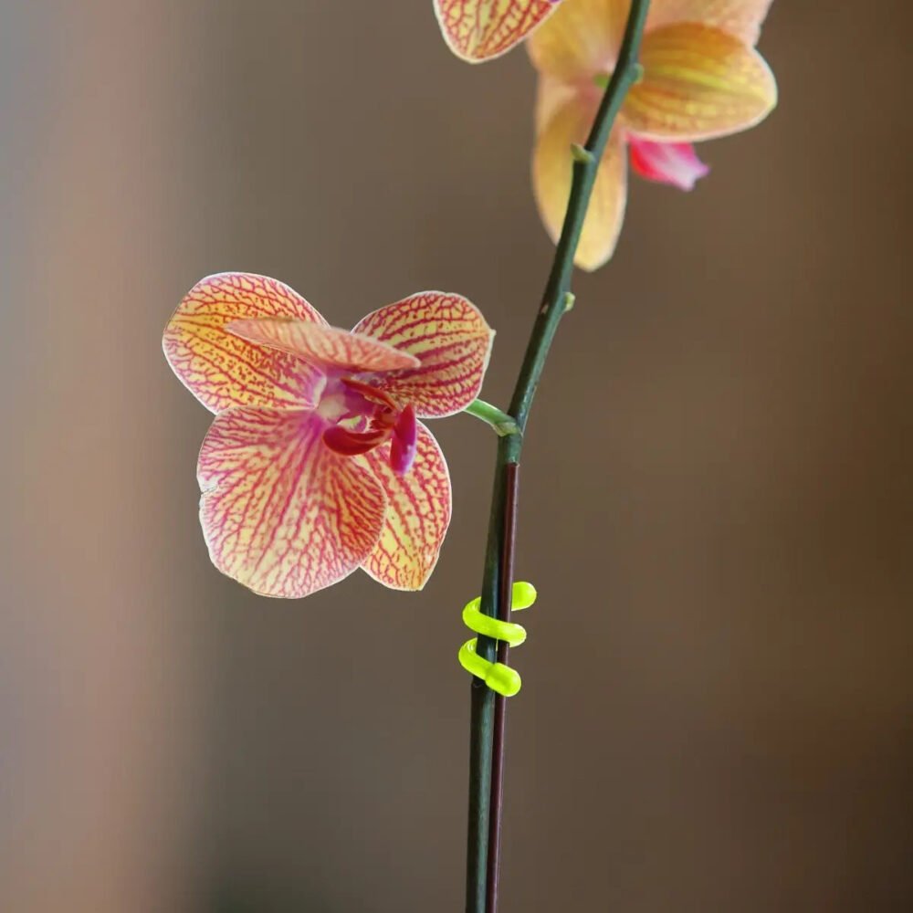 GEAR TIE(R) REUSABLE RUBBER TWIST TIE(TM) (2pcs), Black - length 18"