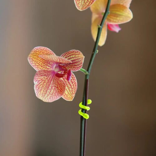 GEAR TIE(R) REUSABLE RUBBER TWIST TIE(TM) (2pcs), Orange - length 6"