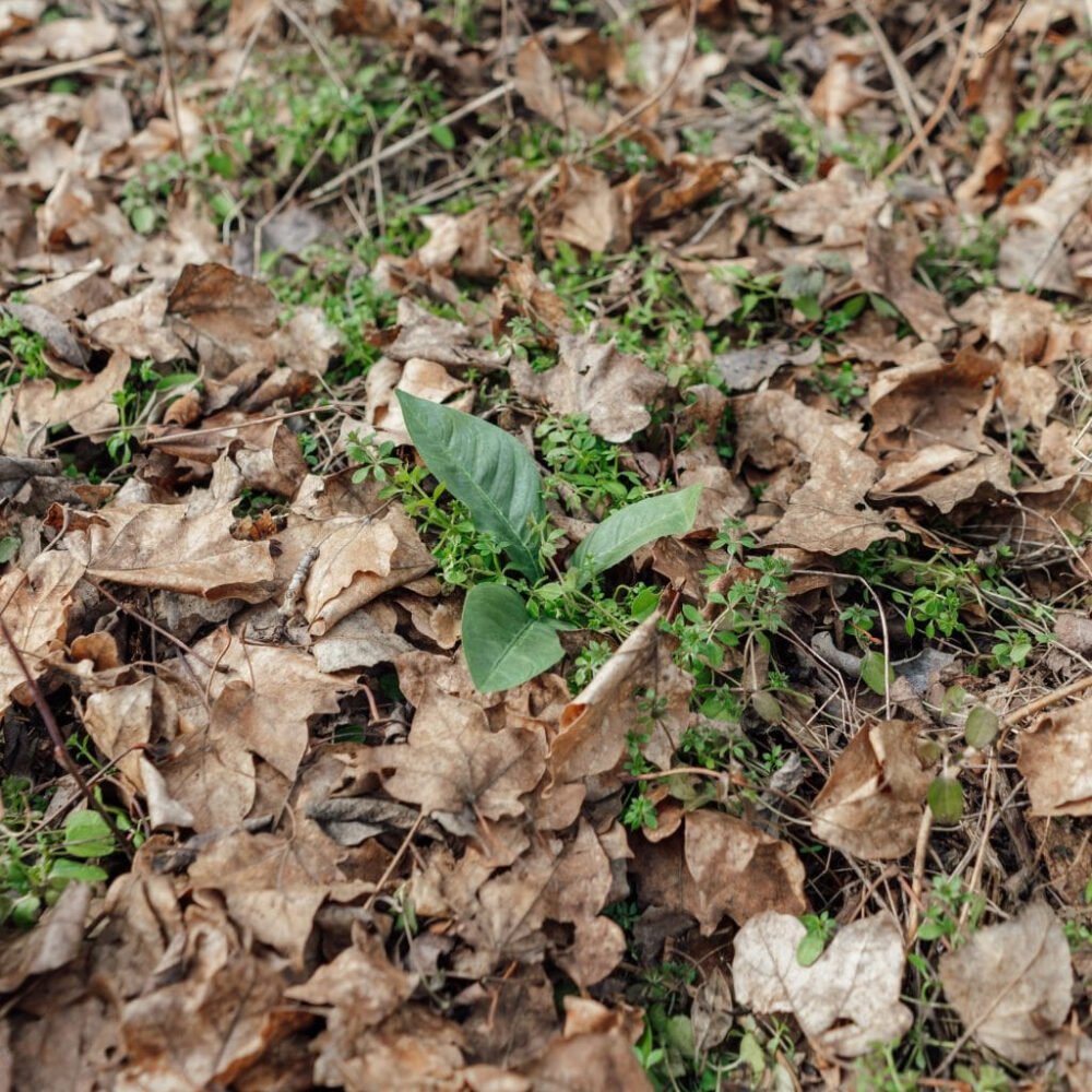 Novritsch LEAF CAMO 3D Leaves LC3, 50 pcs - Cider