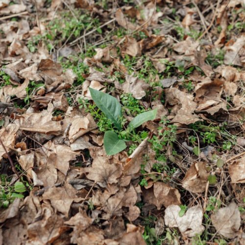 Novritsch LEAF CAMO 3D Leaves LC3, 50 pcs - Cider