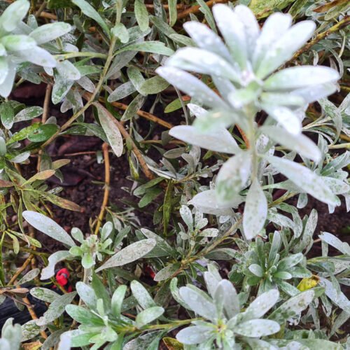 Magazine HOT LIPS for MK23 pistol - 1 pc